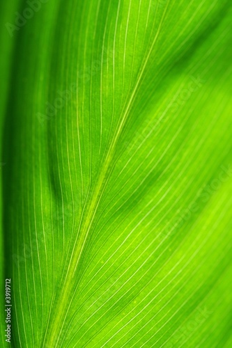 Detail of green leaf