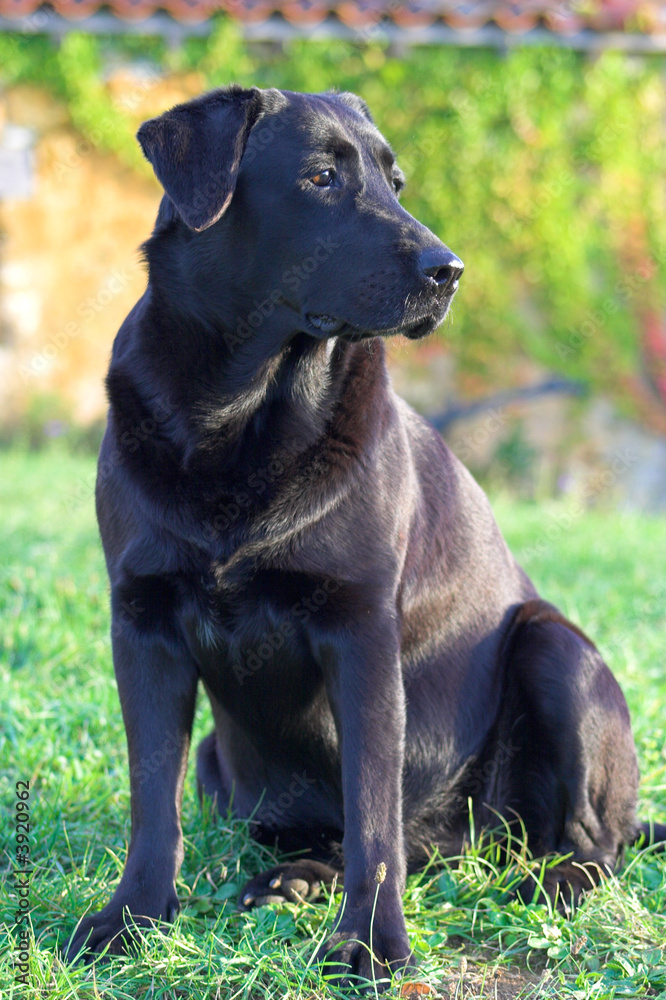 Labrador Labrador