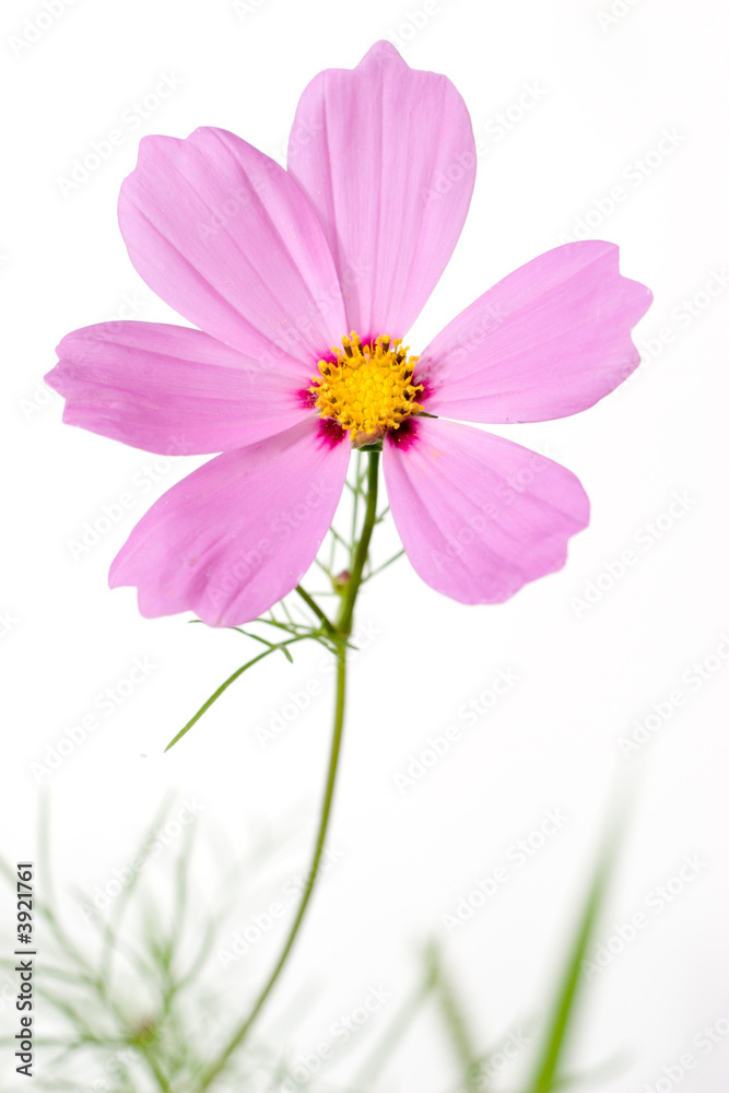 single cosmos flower isolated