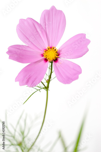 single cosmos flower isolated