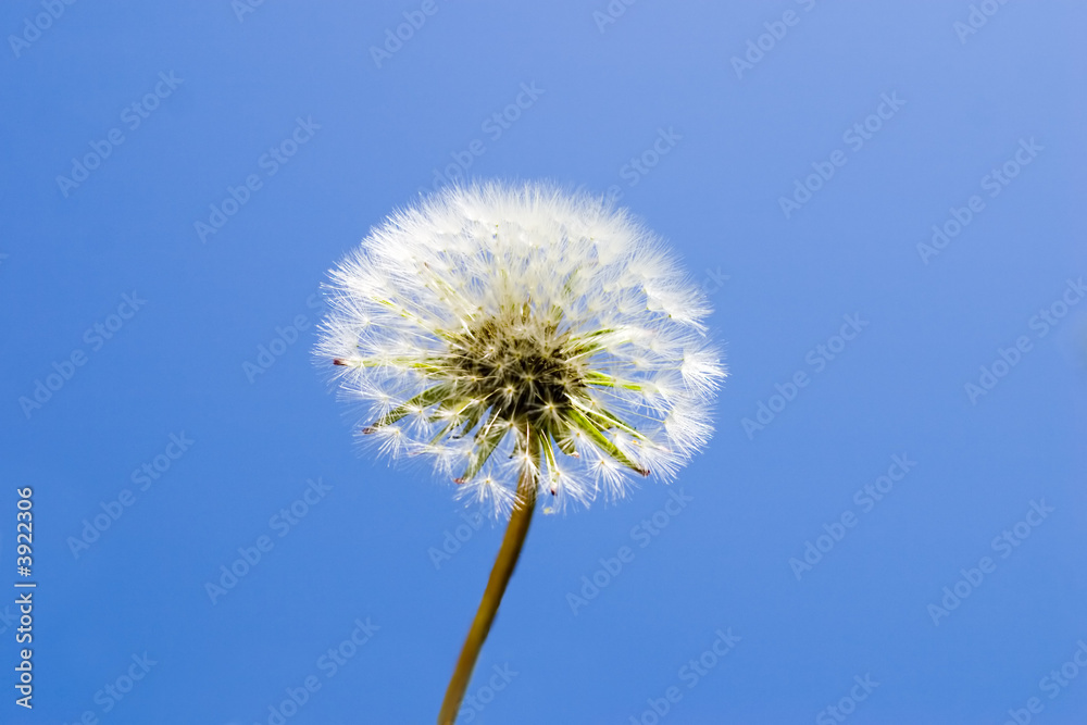 dandelion with blue sky