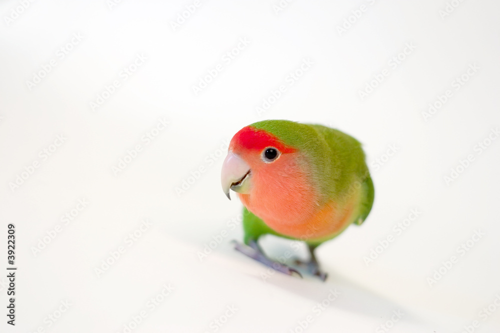 Naklejka premium Rosy-faced lovebird