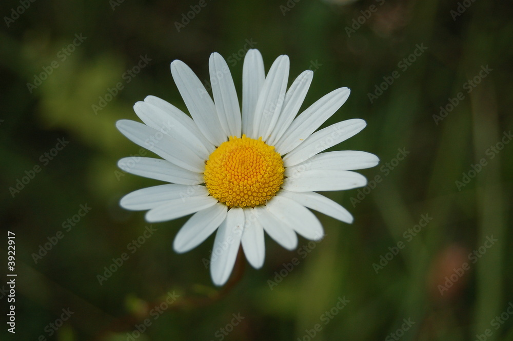 purete purete