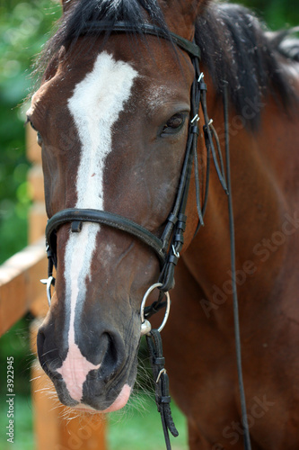 Eye and a bang of a horse close up