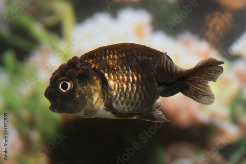 Black Goldfish lionhead/ranchu photo