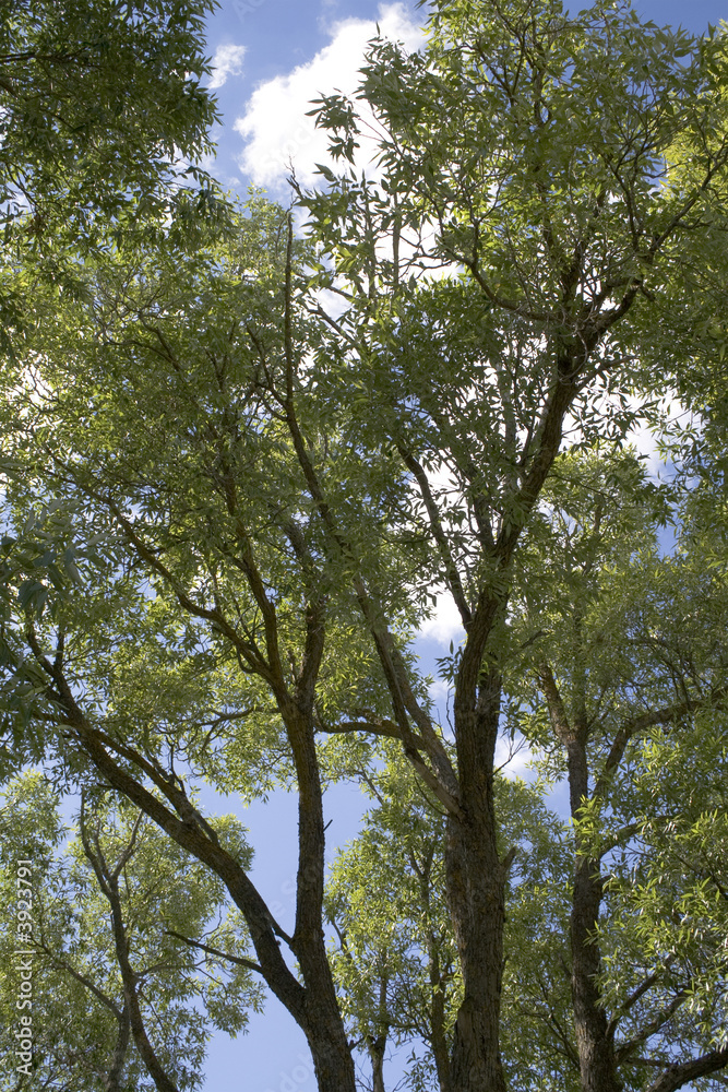 Trees on a background of the sky with clouds Trees on a background of the sky with clouds