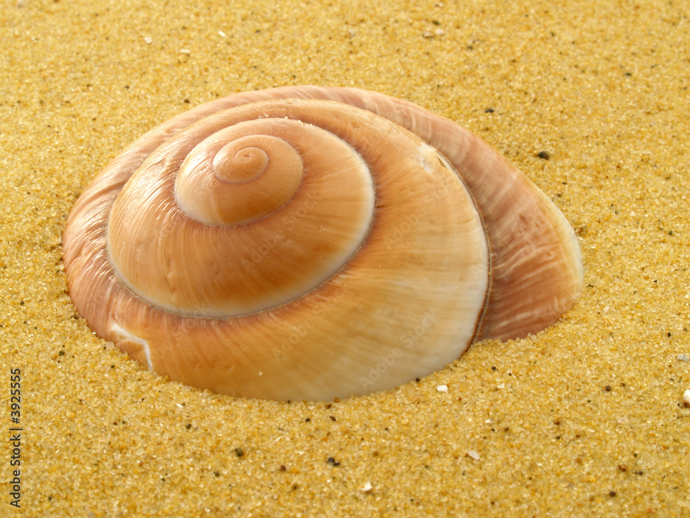 Shell in the sand Shell in the sand