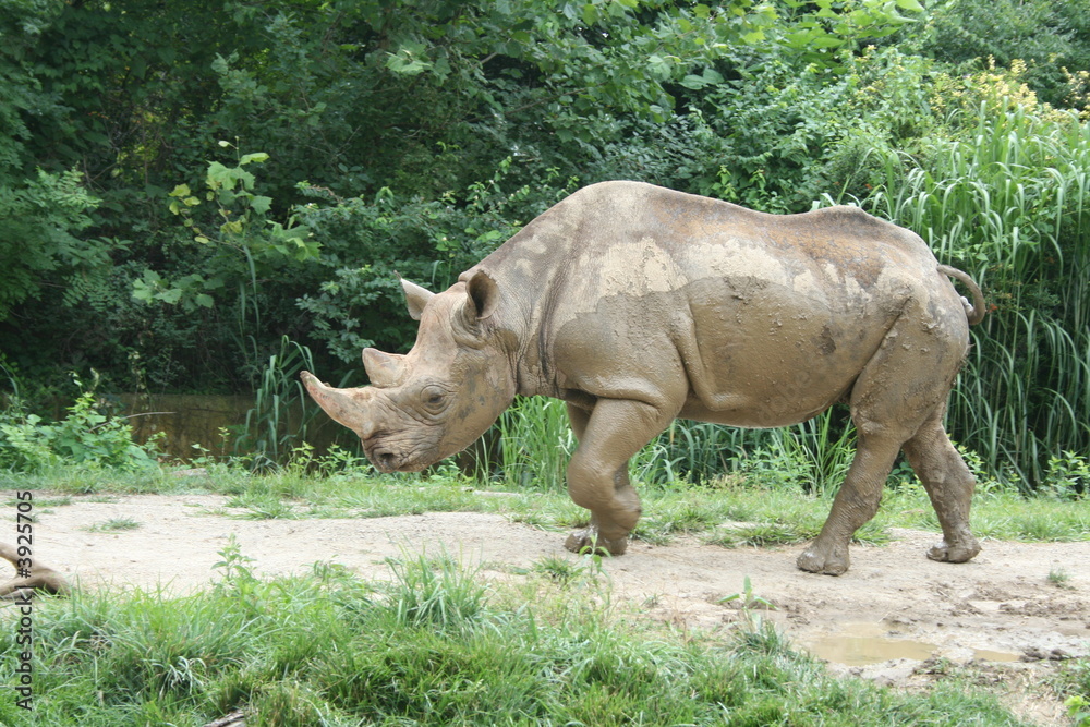 Naklejka premium Rhinoceros