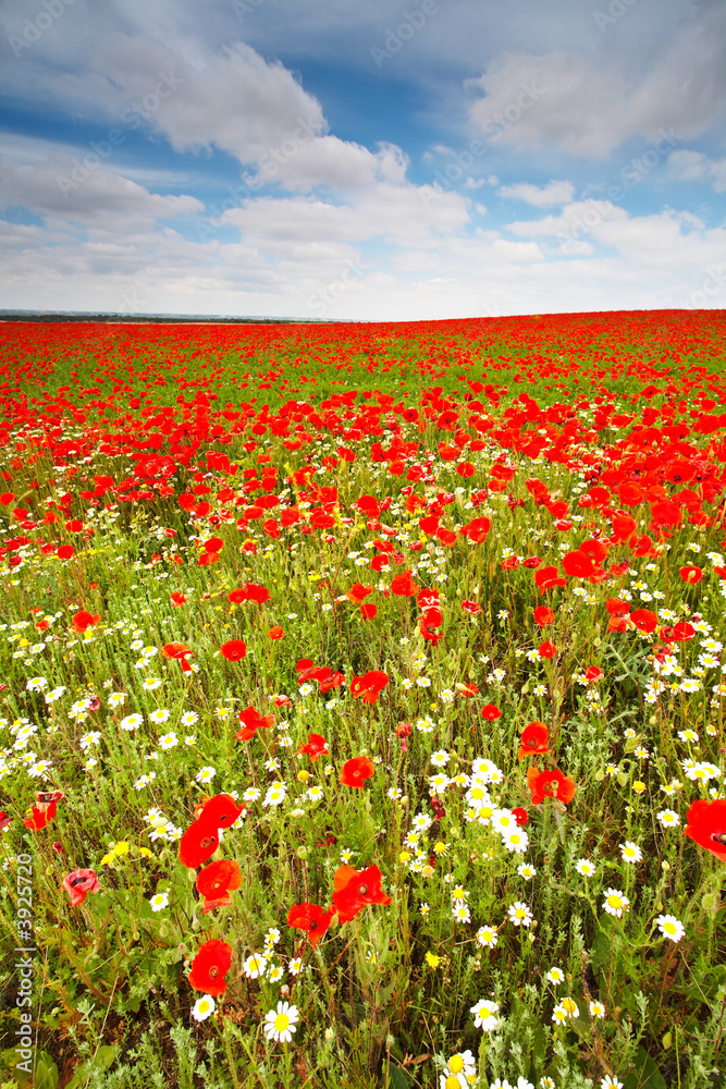 Beautiful field with wild poppies in Spain. Shallow DOF