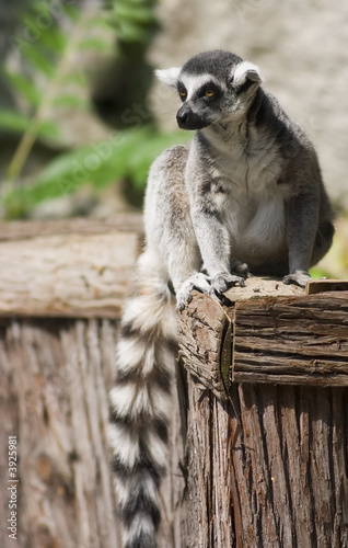 Lemur at the zoo relaxing in the sun