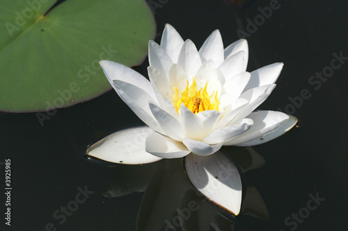 Seerose