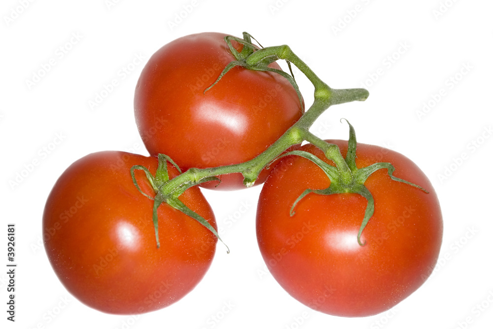tomato branch isolated on white background tomato branch isolated on white background