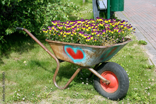 Wheelbarrow full of pansies, decorative flower bed.