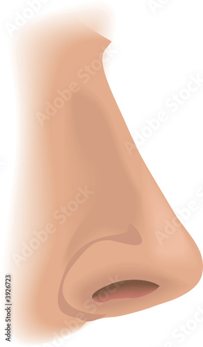 Body parts nose