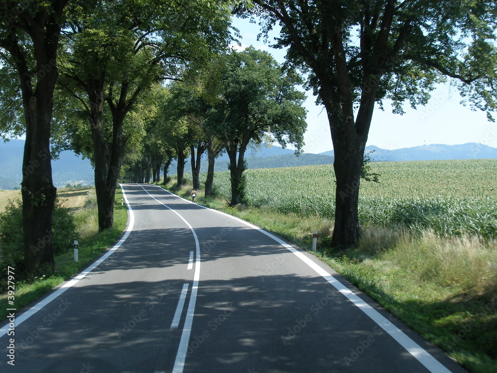 baumallee mit straßenkurve und fußgänger baumallee mit straßenkurve und fußgänger