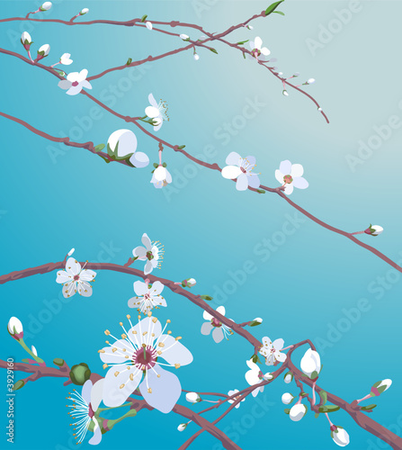 Beautiful blossom flowers 
