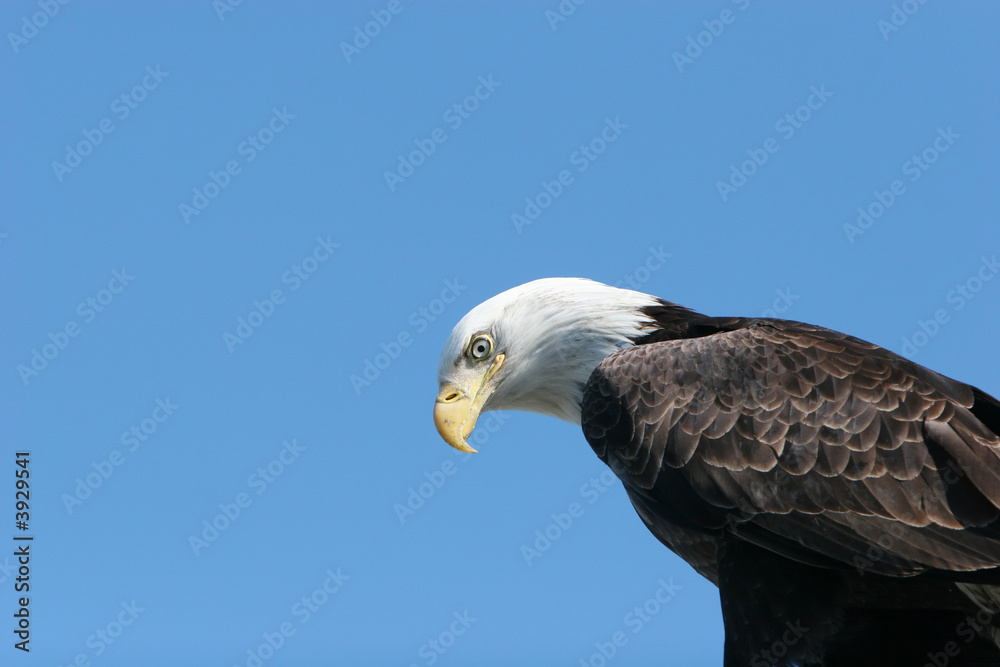 Obraz premium Bald eagle