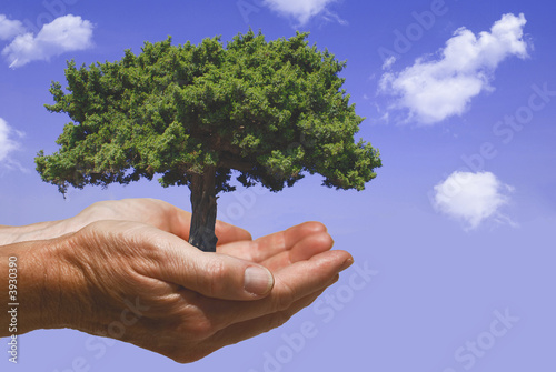 Hände mit Baum