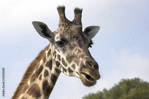 A portrait of a Giraffe with a blue sky background © MARK BOND