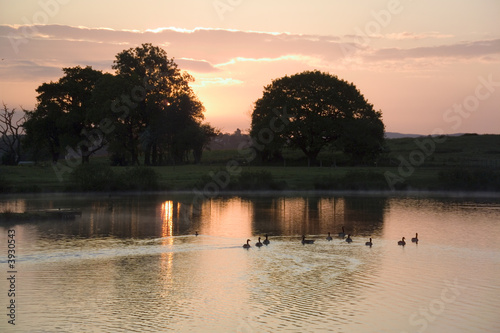 Canada geese on Lake at Sunrise