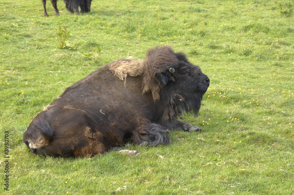 An american buffalo or Bisson, grazing in a field An american buffalo or Bisson, grazing in a field