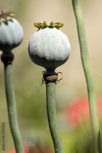 capsule de pavot