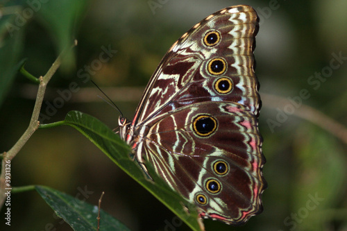 Papillon morpho