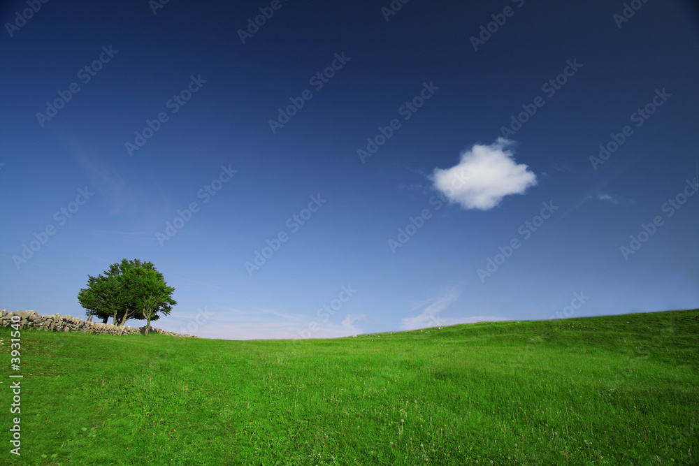 Fototapeta premium Green field