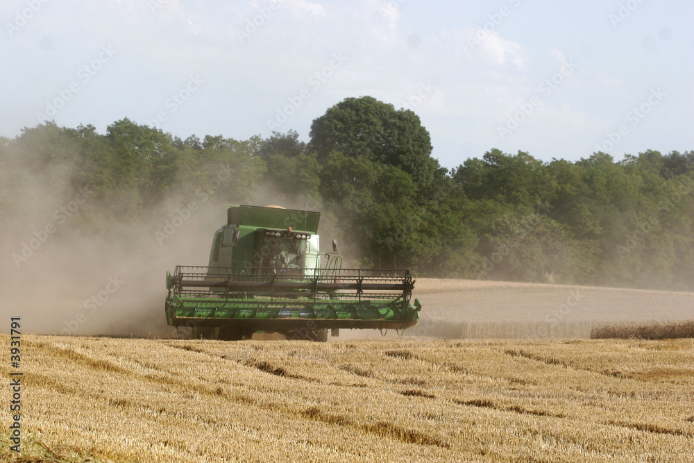 Fototapeta premium to harvest the corn fields in summer under the sun