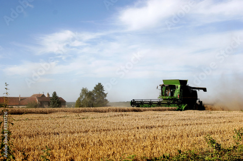 to harvest the corn fields in summer under the sun