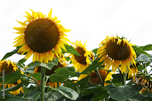 flower of sunflower under the sun of summer