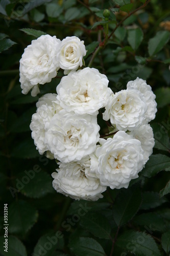 Roses blanches