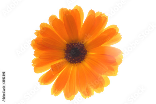 gerbera