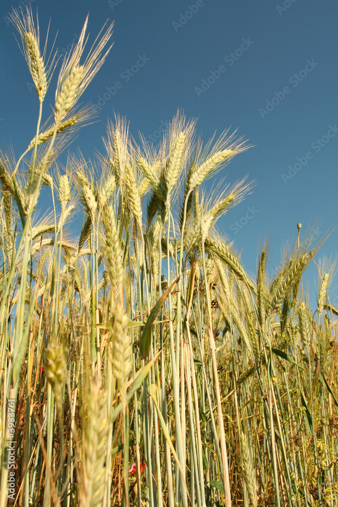 Corn Corn