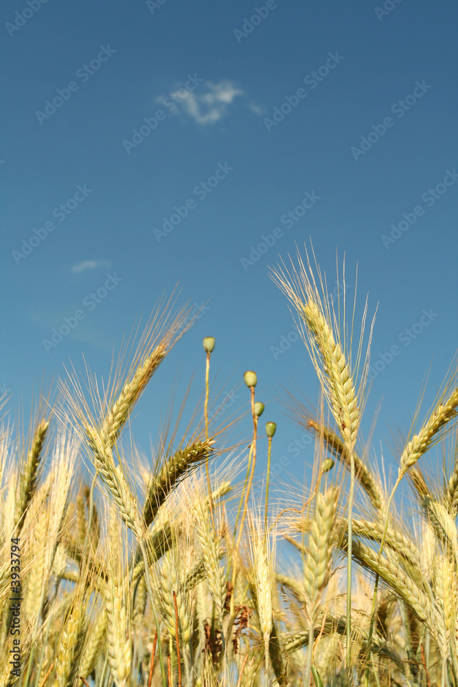 Corn Corn