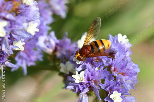 Syrphe sur fleur bleue