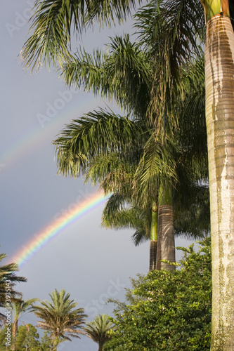 Rainbow and Royal Palms
