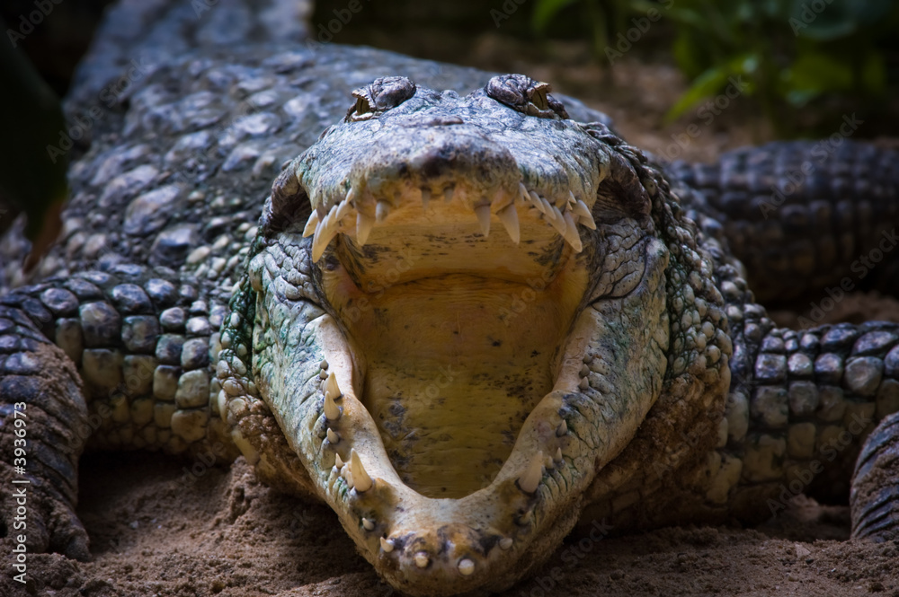 Naklejka premium crocodile showing its sharp teeth