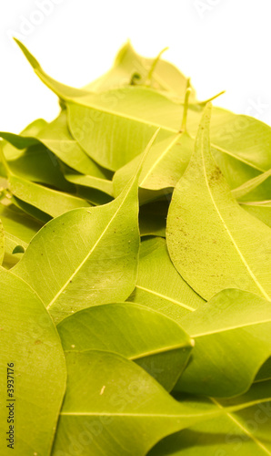 leaf