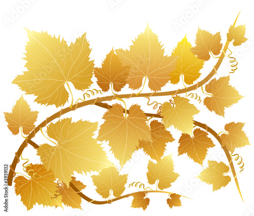 Gold grapevine