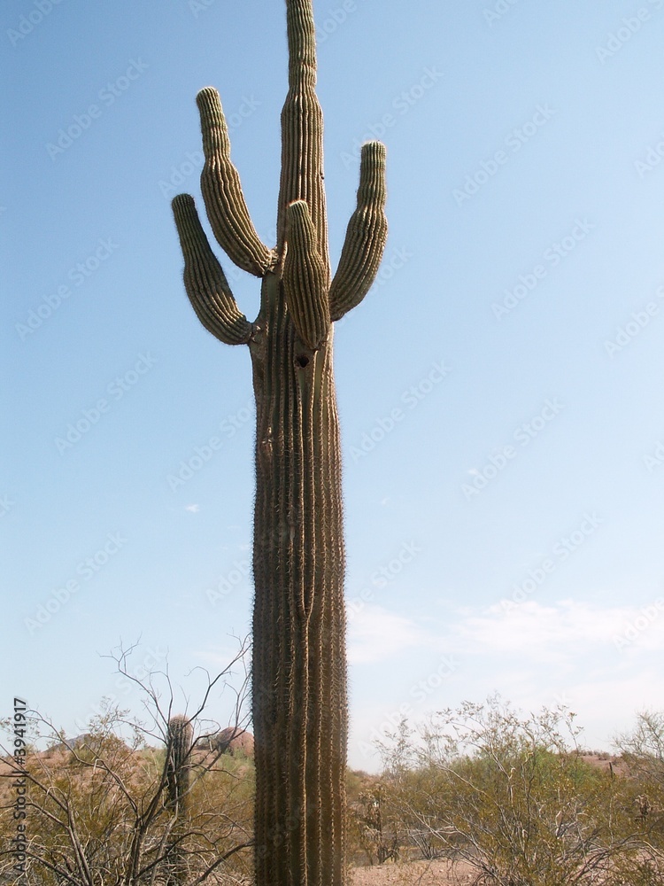 saguaro