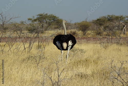 Autruche s'enfuyant dans la brousse photo