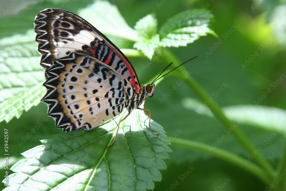 Obraz premium Bright Spot in the Garden