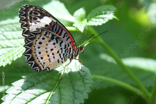 Bright Spot in the Garden photo