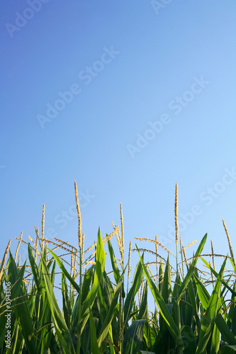Corn and copy space