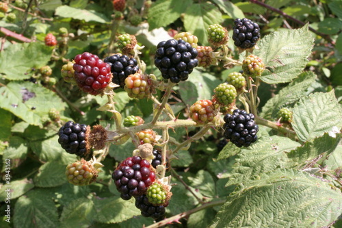 ripening blackberries