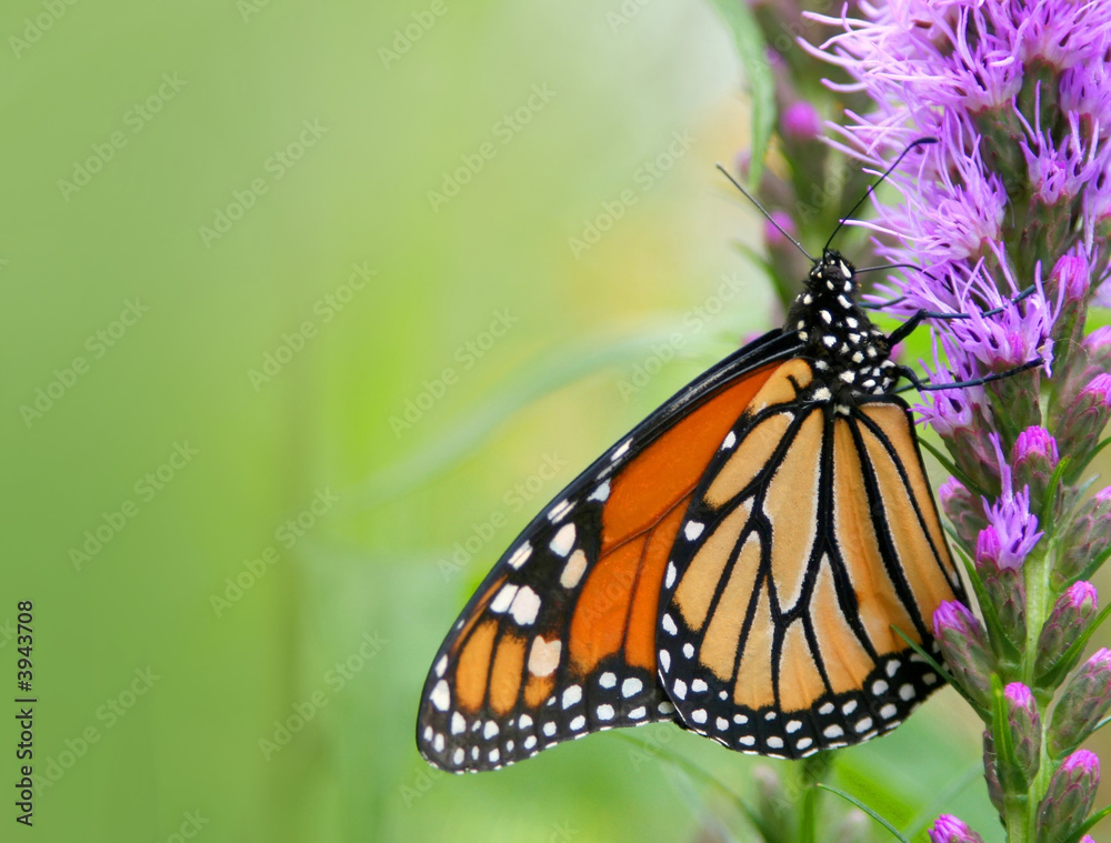 Naklejka premium butterfly