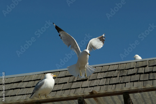 Landing Seagull
