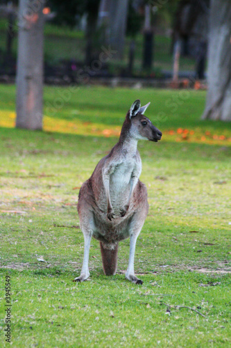 kangaroo