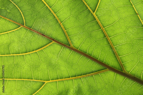 Shiny green